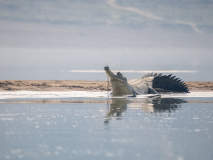 Gavial