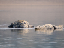 Mugger crocodiles