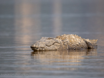 Mugger crocodile