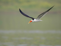 Indian skimmer