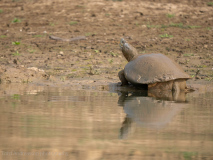 Brown roofed turtle
