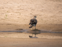Bonelli\'s eagle