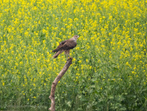 Bonelli\'s eagle