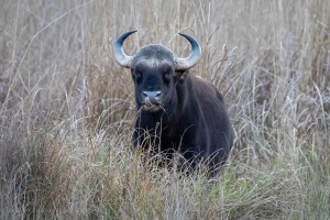 India | Central India | Wildlife | Herbivores