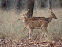 Spotted deer