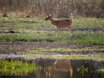 Spotted deer