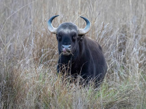 Gaur