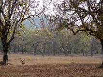Spotted deer