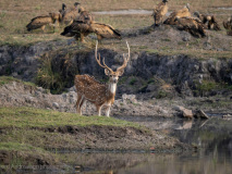 Spotted deer