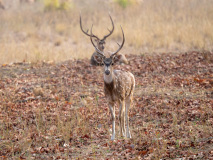 Spotted deer