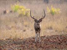 Spotted deer