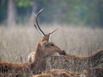 Basinga deer