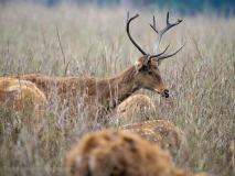 Basinga deer