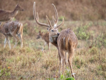 Spotted deer
