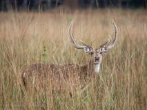 Spotted deer