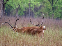 Spotted deer