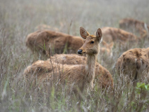 Basinga deer
