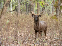 Sambar deer