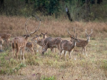 Spotted deer