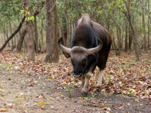 Gaur