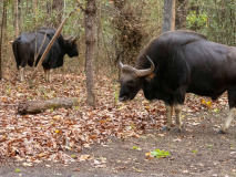 Gaur