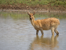 Basinga deer