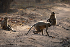 India | Central India | Wildlife | Monkeys