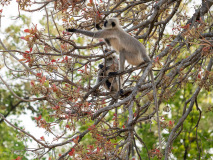 Gray Langur