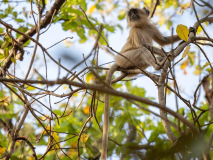 Gray Langur