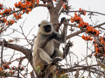 Gray Langur
