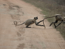 Gray Langur
