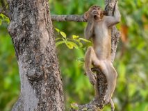 Macaque