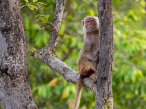 Macaque