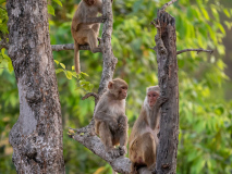 Macaque