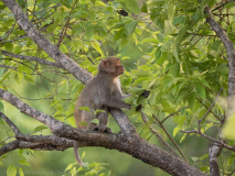 Macaque
