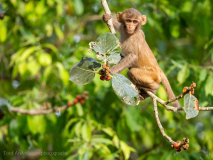 Macaque