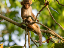 Macaque