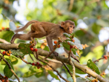 Macaque