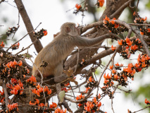 Macaque