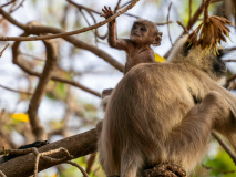 Gray Langur
