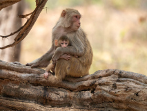 Macaque