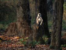 Gray Langur