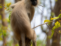Gray Langur