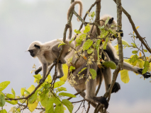 Gray Langur