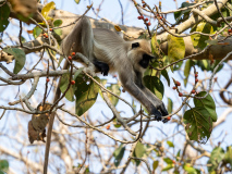Gray Langur