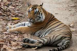 India | Central India | Wildlife | Predators