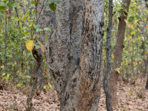 Tiger scratch marks