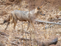 Golden Jackal