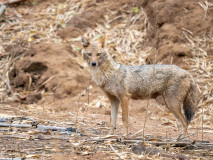 Golden Jackal