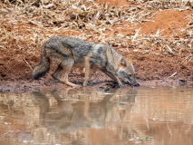 Golden Jackal
